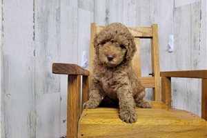 Tatum - Poodle, Miniature for sale