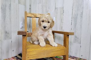 Taya - Miniature Poodle for sale