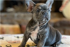 Ashton - French Bulldog for sale