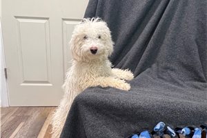 Maxwell - Poodle, Miniature for sale