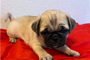 Silas - Pug for sale