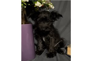 Ember - Schnoodle for sale