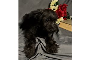 Carl - Schnoodle for sale