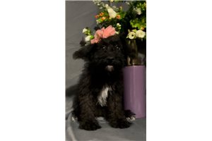 Skye - Schnoodle for sale