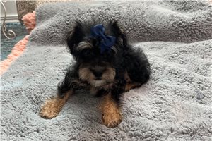 Genesis - Schnoodle for sale
