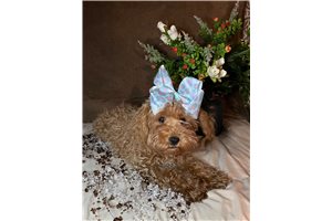 Kyra - Schnoodle for sale