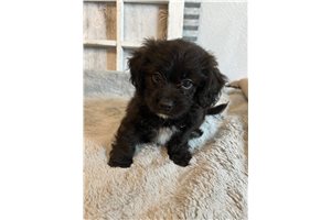Wallace - Shih-Poo - Shihpoo for sale