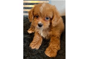 Wesson - Shih-Poo - Shihpoo for sale