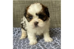 Willow - Shih Tzu for sale