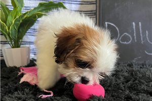 Baby - Shih Tzu for sale