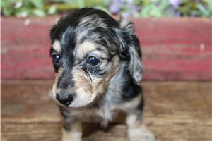 Emery - Mini Dachshund for sale