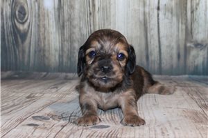 Ethan - puppy for sale