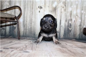 Esteban - puppy for sale