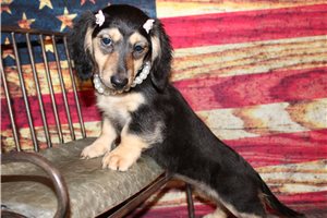 Layka - puppy for sale
