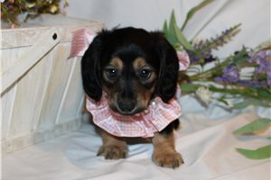 Mini Dachshund for Sale | Puppies | Pawrade.com