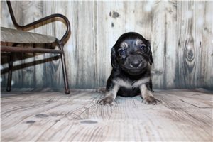 Esteban - Dachshund, Mini for sale