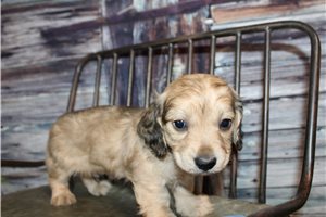 Auburn - puppy for sale