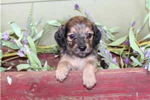 Ethan - Dachshund, Mini for sale