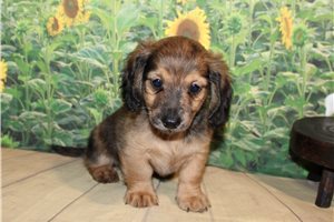 Ethan - Dachshund, Mini for sale