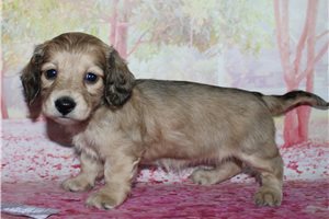 Harper - Dachshund, Tweenie for sale