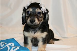 Layka - puppy for sale