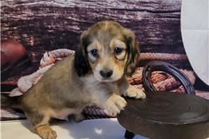 Samson - Dachshund, Mini for sale