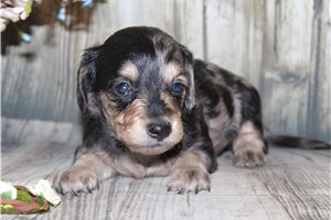 Emery - Dachshund, Mini for sale