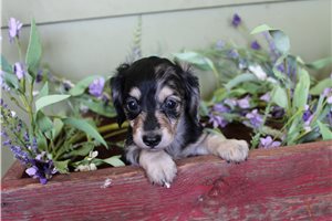 Emery - Dachshund, Mini for sale