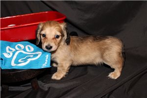 Fynn - puppy for sale