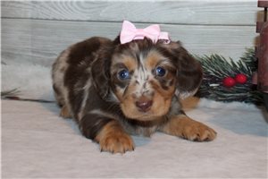 Dasha - Dachshund, Tweenie for sale