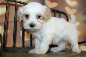 Able - puppy for sale