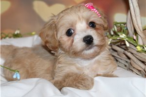 Abby - puppy for sale