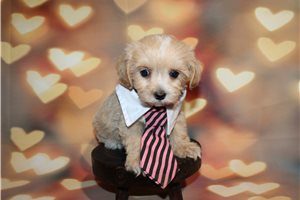 Aaron - puppy for sale
