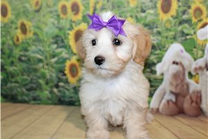 Adara - Malti Poo - Maltipoo for sale