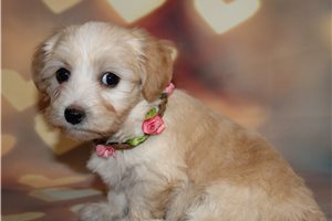 Adara - puppy for sale
