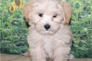 Abbot - Malti Poo - Maltipoo for sale