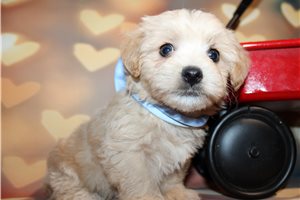 Abbot - Malti Poo - Maltipoo for sale