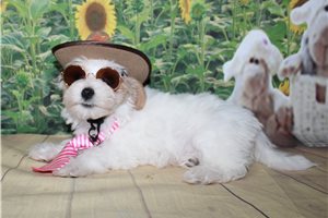 Able - Malti Poo - Maltipoo for sale