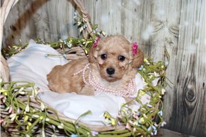 Rachel - puppy for sale