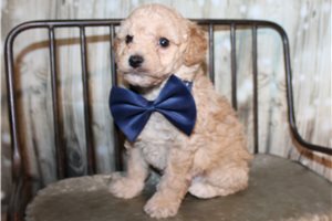 Racer - Miniature Poodle for sale