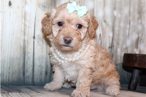 Raelyn - Miniature Poodle for sale
