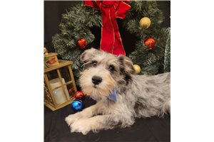 Tanner - Schnauzer, Miniature for sale