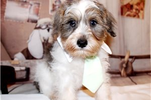 Tanner - puppy for sale