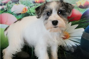Livia - puppy for sale