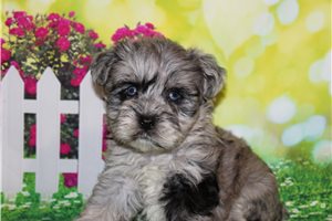 Flynn - Schnauzer, Miniature for sale