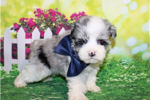 Felix - Schnauzer, Miniature for sale