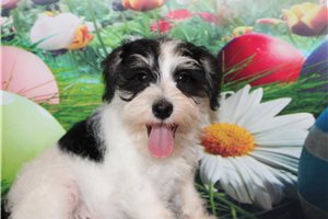 Cohen - puppy for sale
