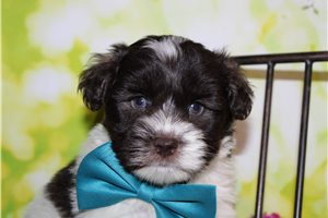 Freya - Schnauzer, Miniature for sale