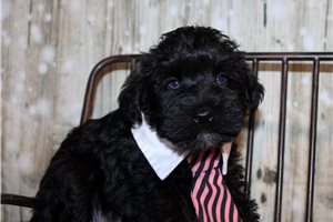 Greg - Schnauzer, Miniature for sale
