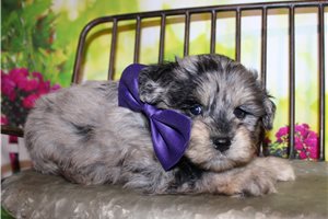 Fuller - Schnauzer, Miniature for sale